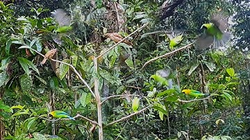 lokasi mikat yang belum pernah di jajah pemikat/burung cucak ijo nya full