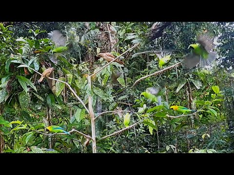 mikat cucak ijo pake mp3 paling cepat dapat