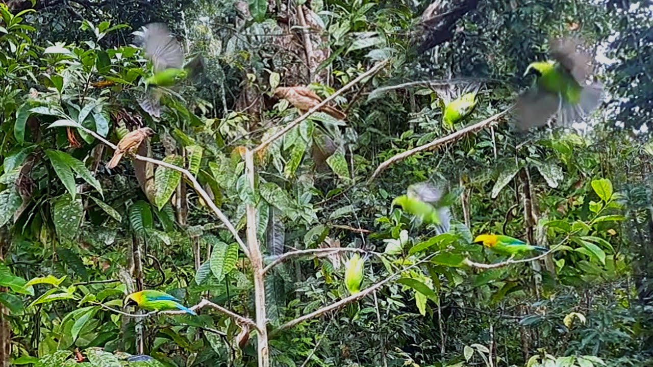 lokasi mikat yang belum pernah di jajah pemikat/burung cucak ijo nya full