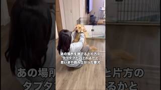 あの場所を撫でるとゴールデンレトリバーは両タプ上がってしまう #ゴールデンレトリバー #大型犬 #超大型犬 #愛犬