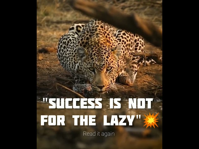 Be a cheetah in your life💥 #inspiration #motivation #motivationalvideo #viral #cheetah #short #viral class=