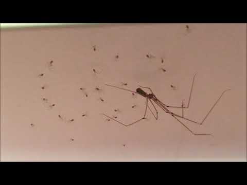 Araignee Faucheuse Pholque Et Ses Bebes Sur Sa Toile Youtube Araignee Faucheuse Pholque Et Ses Bebes Sur Sa Toile Youtube