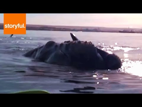 Video: Whale Vráti Telefón Spadol V Nórskom Mori