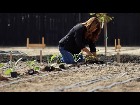 ვიდეო: არტიშოკის მცენარეების გამრავლება: არტიშოკის დარგვა თესლიდან ან კალმიდან