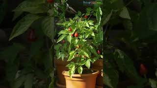 Best Container Vegetables You Can Grow Easily #shorts #vegetables