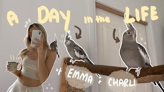 a day in the life of my cockatiels + building a bird stand