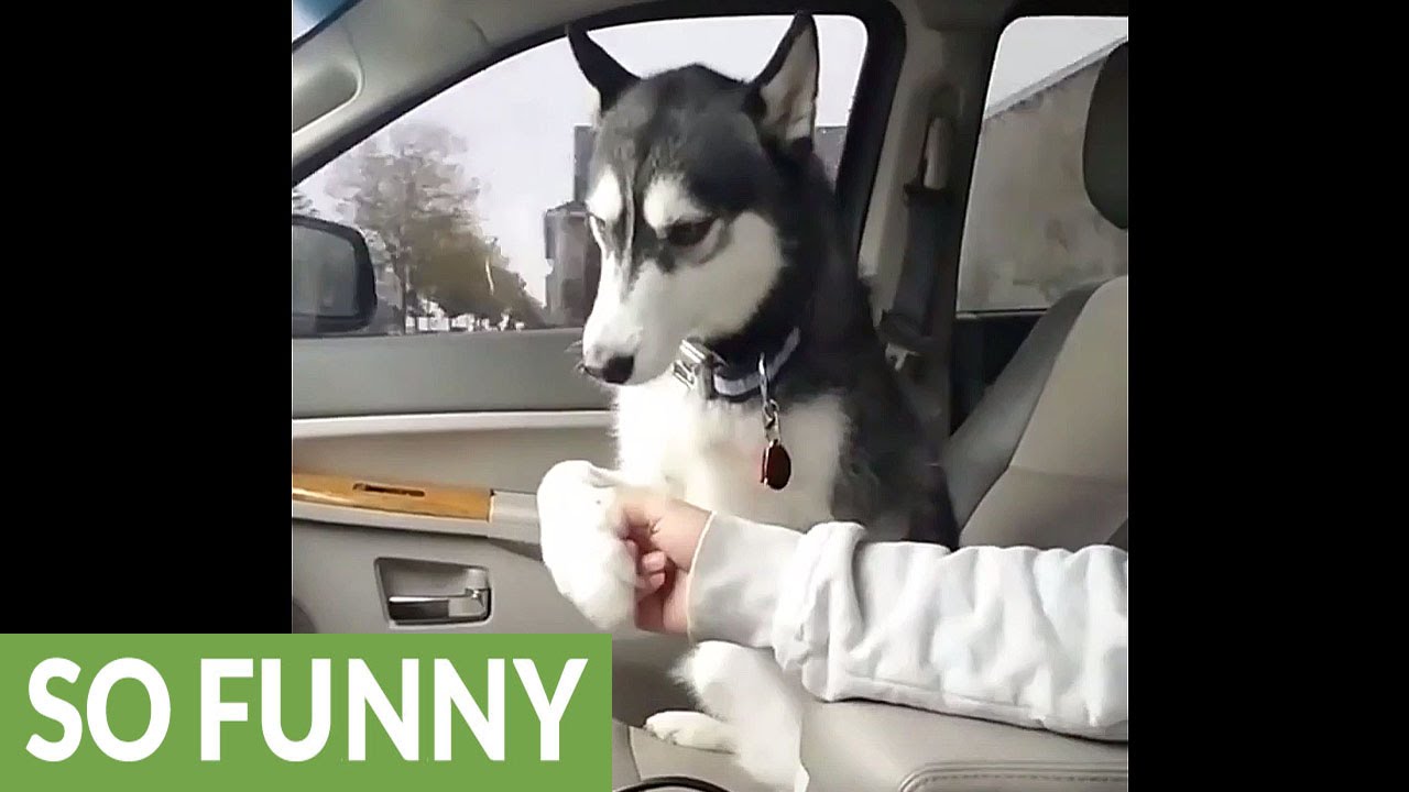 運転中の飼い主の手を引っ張る犬 その可愛い理由とは The World Video