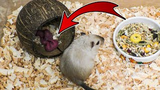 Newborn baby gerbils by Home Zoo 312 views 10 months ago 2 minutes, 26 seconds