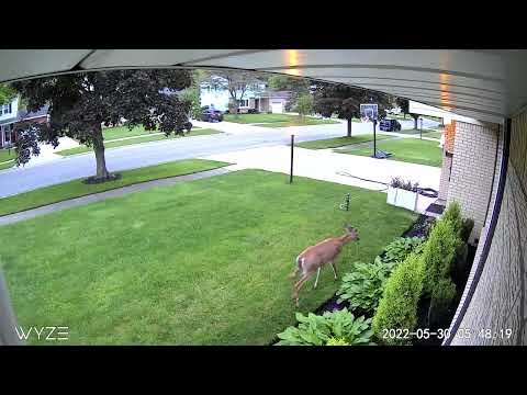 How to Keep Deer Out of Garden (With & Without a Fence, Good & Bad Ideas)