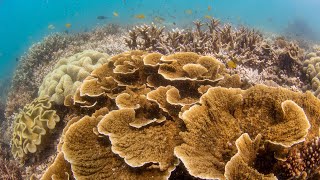 Diving a Great Barrier Reef Island: a day exploring Saddleback Island