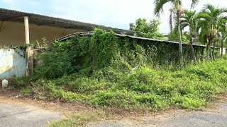 Vines Cover the House of an Abandoned Food Company  Eyecatching Transformation