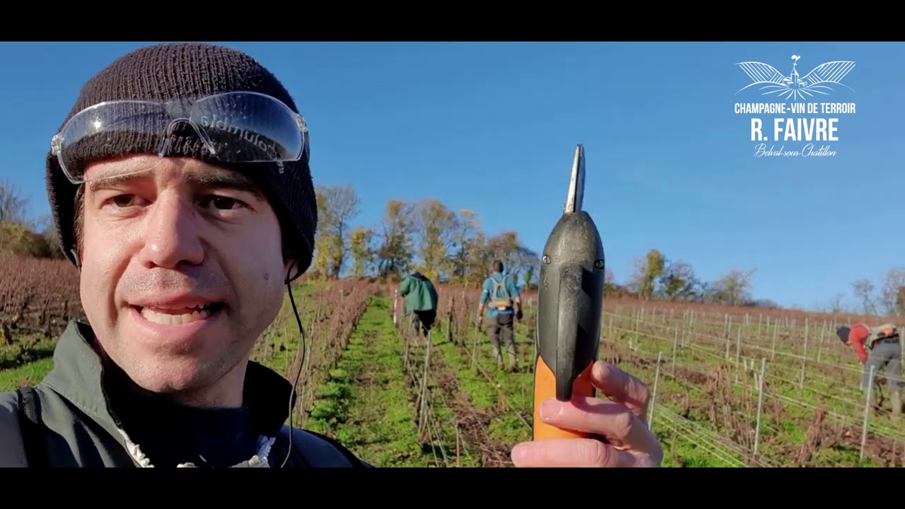 Pourquoi démarre-t-on la taille de la vigne début Novembre 🤔 - 2020 [ CHAMPAGNE ]