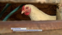 Yvelines | Gastronomie : La poule faverolles au Trianon Palace