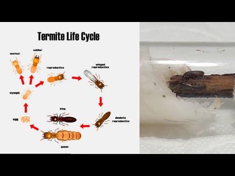 Video: Termitler için ısıl işlem işe yarar mı?