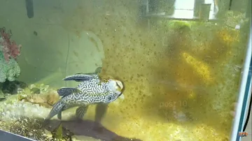 Suckerfish Cleanup Algae Timelapse, Plecostomus Fish