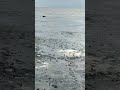 Дельфин запутался в сетке в Таганрогском заливе.