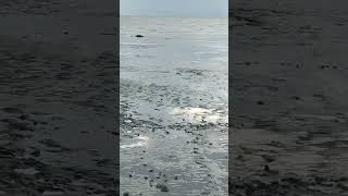 Дельфин запутался в сетке в Таганрогском заливе.