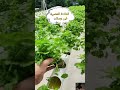 أخطر طريقة في الفلاحة هادشي مدهش الفلاحة الفلاحة العصريةshorts Modern Farming 