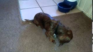 Dog STROKE paralysis and tremors