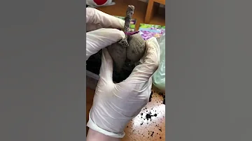 Георгины проснулись/проросли на 3 день. ЭТО ВОЗМОЖНО