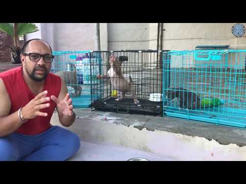 dog-farm-|-kennel-|-what-food-|-diet-plan-|-should-i-give-to-little-puppy?-harwinder-singh-grewal