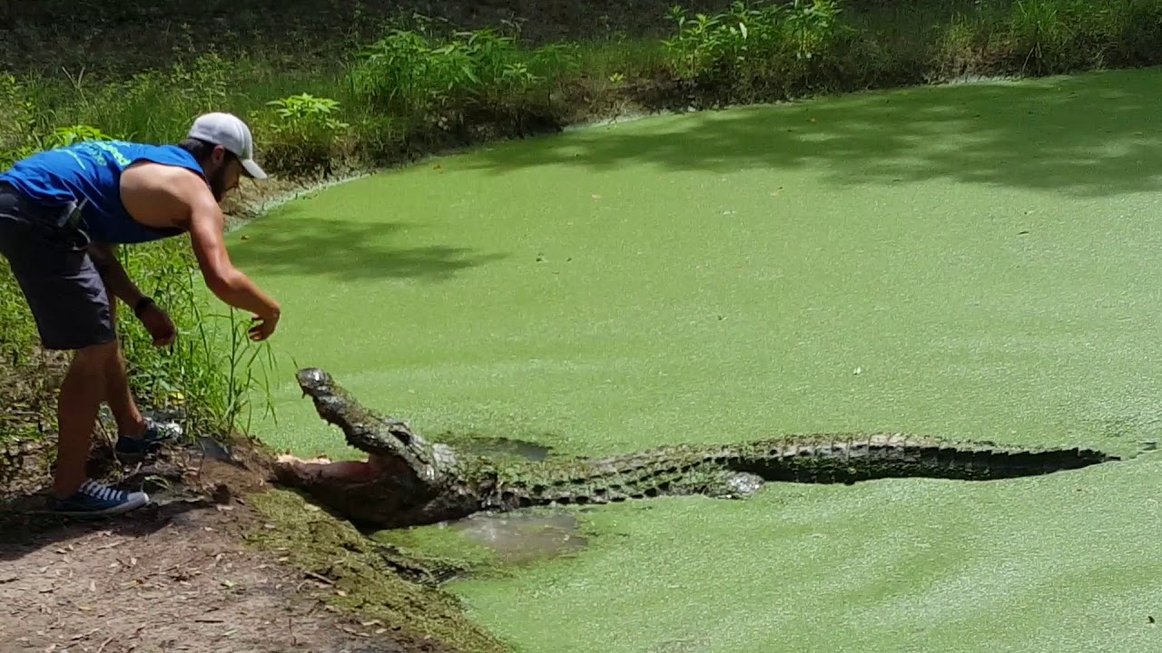 7302016, Man Feeding an Alligator Kliebert's Alligator Farm YouTube