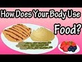 How the body uses food  you are what you eat  how are carbohydrates protein fat used in the body