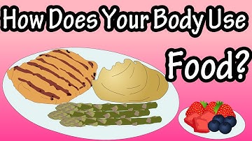 How The Body Uses Food - You Are What You Eat - How Are Carbohydrates, Protein, Fat Used In The Body