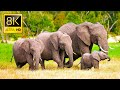 Elephants animals collection in 8k tvr 60fps ultra