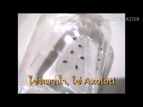 ไข่หมาน้ำ ไข่ซาลาแมนเดอร์ ไข่Axolotl พัฒนาการในไข่ของหมาน้ำ