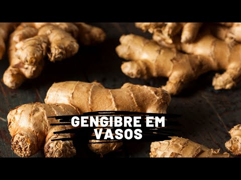 Vídeo: Como Cultivar Gengibre Em Casa?