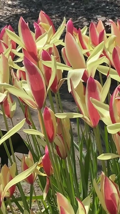 Жовто-рожеві тюльпани #сад #відпочинок #tulip #garden #квітка # ...