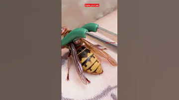 شاهد سلاح الدبور او النحل 