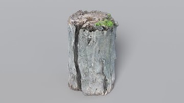Tree Stump - Low poly 3D model - 360°