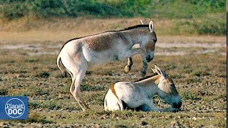 Little Rann Desert (India) - Full Documentary Little Rann Desert (India) - Full Documentary
