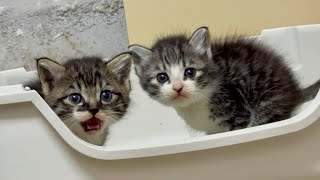 トイレアピールする子猫の赤ちゃん可愛すぎでしょ