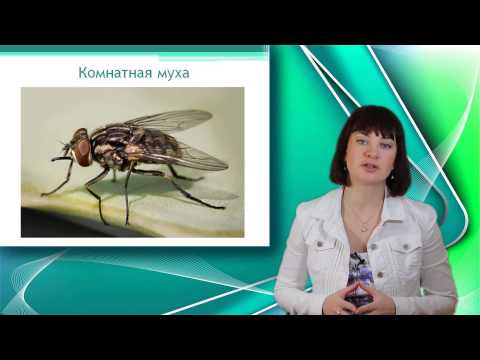 Видео: Являются ли двукрылые отрядом?