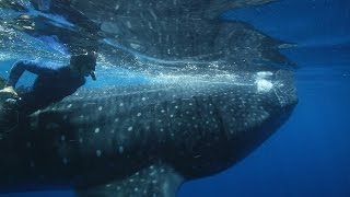 Why Sharks Matter