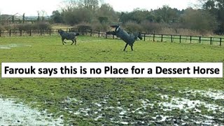 Farouk is tucked up in his stable at home. Apollo and Bella love playing in the Monster Puddles