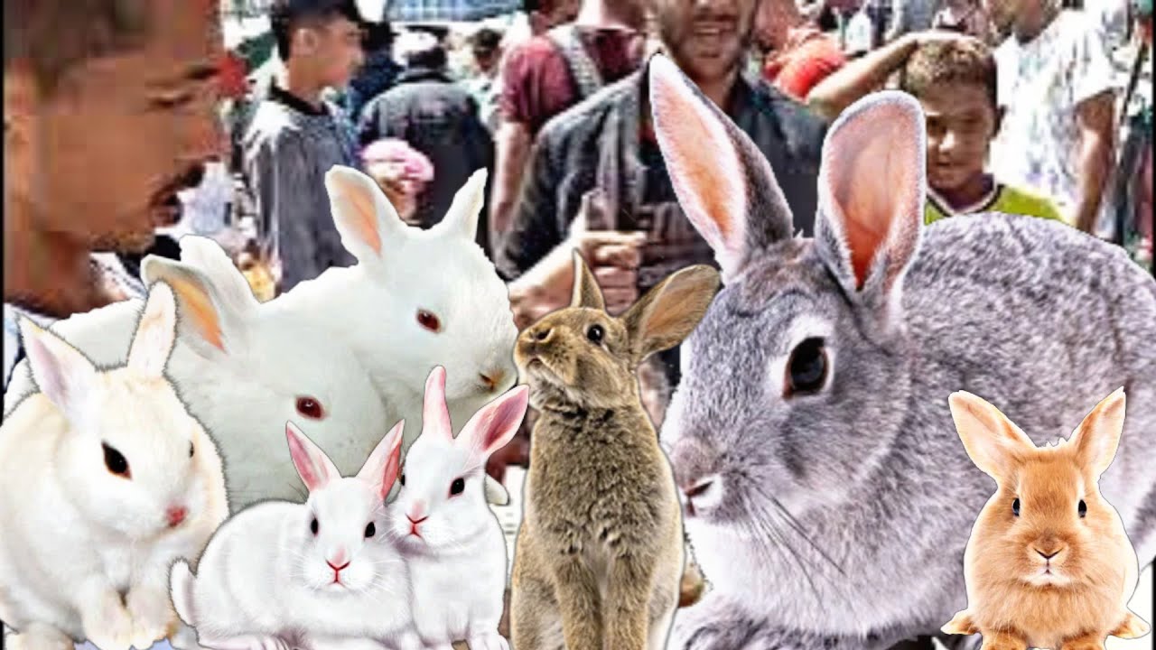 سوق القريعة (القنية)الارانب مع اجمل انواع الارانب الموجودة في سوق+الاثمنة +معرفة الأنواع
