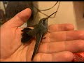 Como alimentar a un colibri bebe