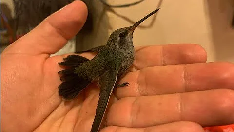 ¿Cuándo debo dejar de alimentar a los colibríes?