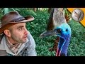 Man vs Cassowary!