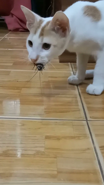 cat vs cockroach