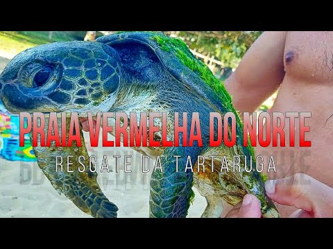 Vídeo: Tartaruga pintada do sul