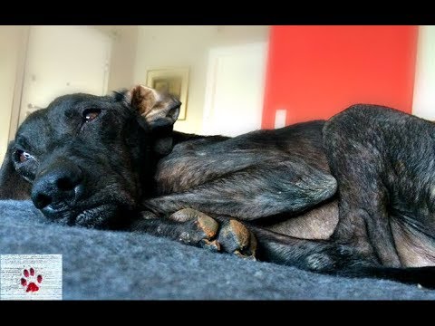 Sleeping Beauty - nine years in a dog shelter