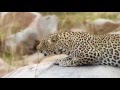 The sound a leopard makes