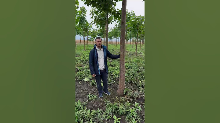 PAULOWNIA TREES 2024