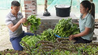 Harvest green mustard greens and preserve them in the traditional way of highland people