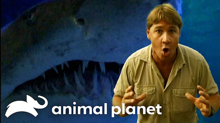 SEASON 2 Steve's Favorite Creatures | The Crocodile Hunter | Animal Planet